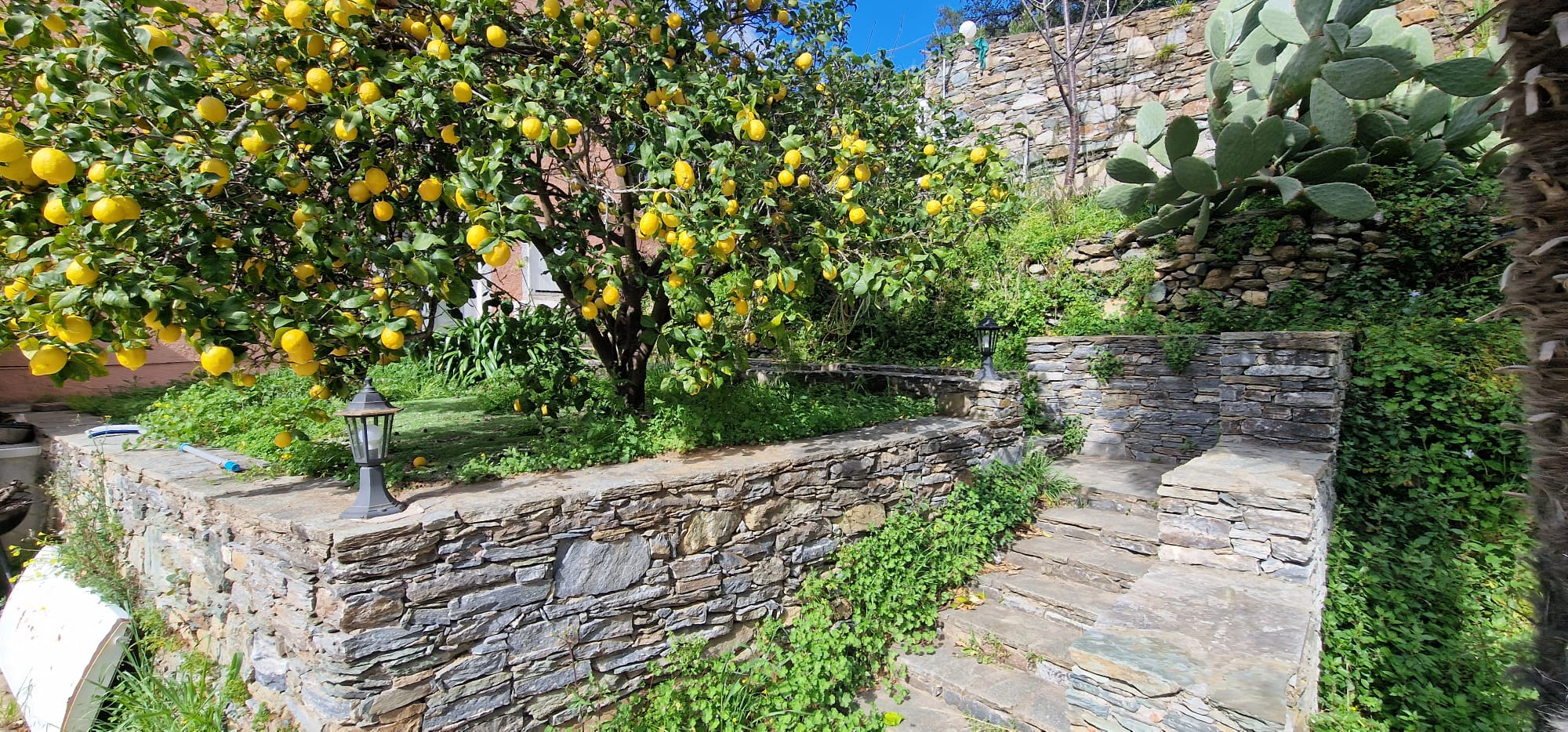 Jardin avec citronnier